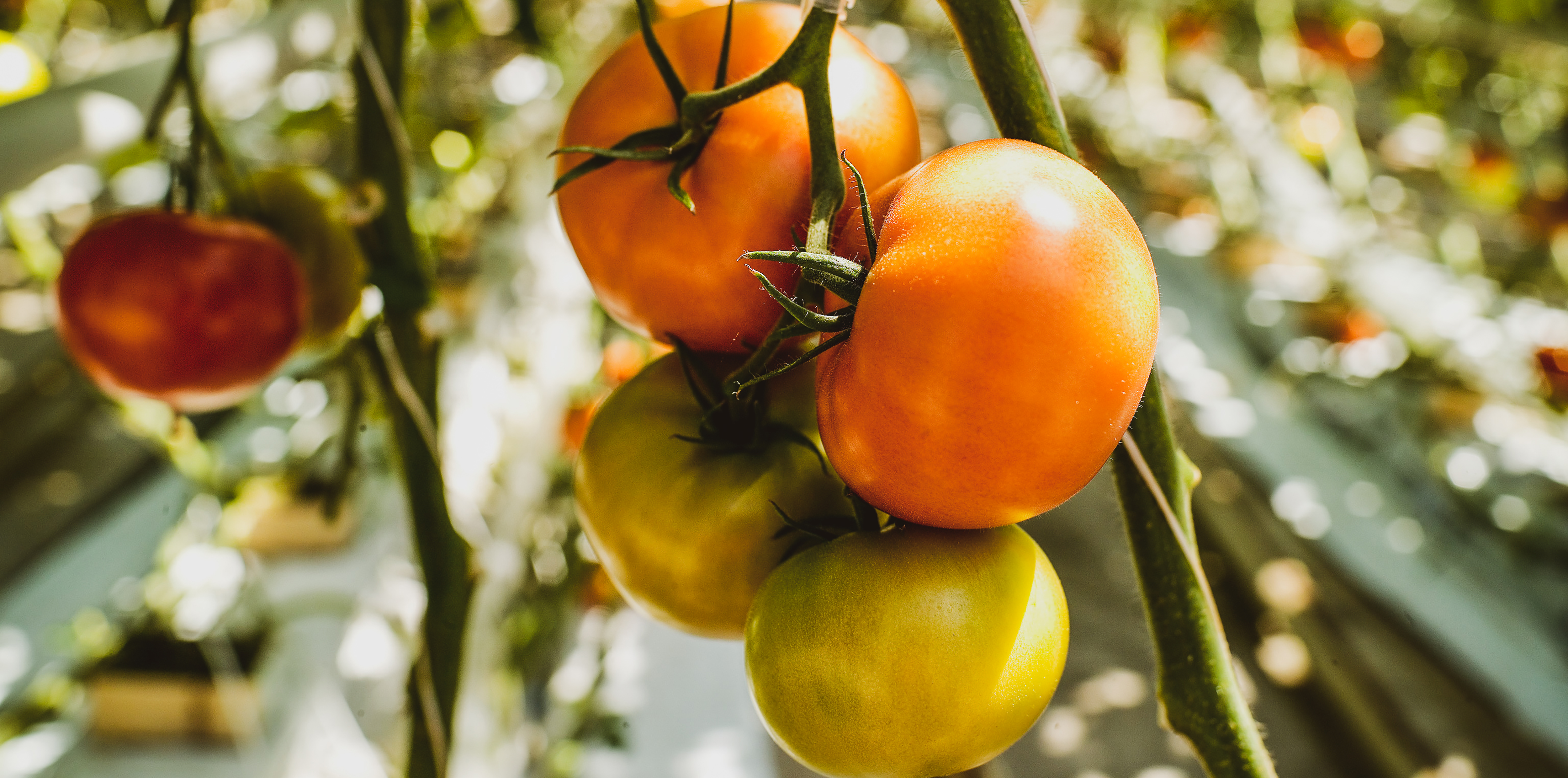 Alimentos y Bebidas - Equilab Científica